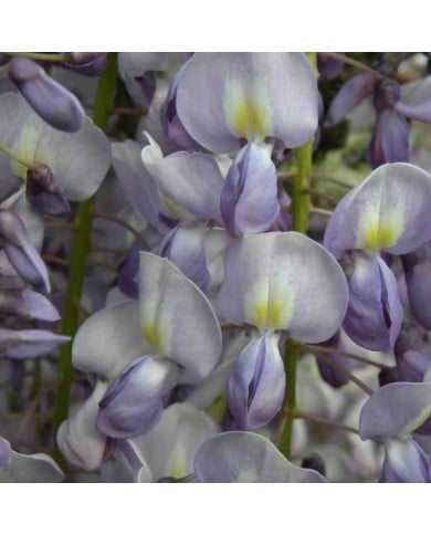 Glycine du Japon Lawrence (D.R Travers)