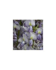 Glycine du Japon Lawrence (D.R Travers)