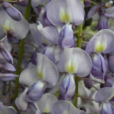 Glycine du Japon Lawrence (D.R Travers)