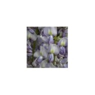 Glycine du Japon Lawrence (D.R Travers)