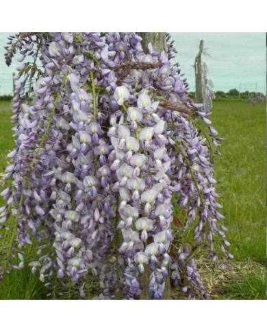 Glycine du Japon Lawrence (D.R Travers)