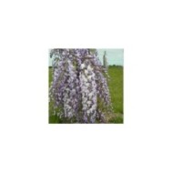 Glycine du Japon Lawrence (D.R Travers)