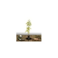 Glycine du Japon Lawrence (D.R Travers)
