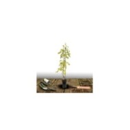 Glycine du Japon Lawrence (D.R Travers)
