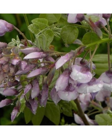 Glycine soyeuse Okayama (D.R Travers)