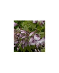 Glycine soyeuse Okayama (D.R Travers)