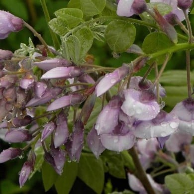 Glycine soyeuse Okayama (D.R Travers)