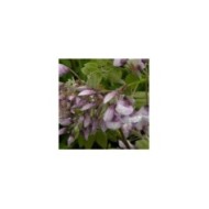 Glycine soyeuse Okayama (D.R Travers)