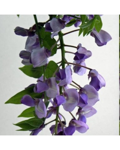 Glycine soyeuse Okayama (D.R Travers)