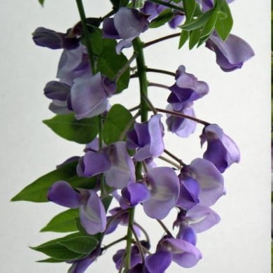 Glycine soyeuse Okayama (D.R Travers)