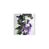 Glycine soyeuse Okayama (D.R Travers)