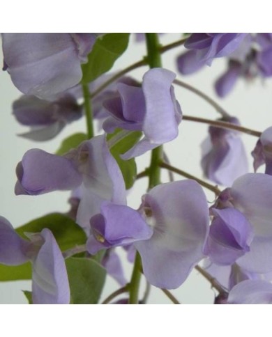 Glycine soyeuse Okayama (D.R Travers)