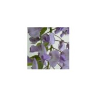 Glycine soyeuse Okayama (D.R Travers)