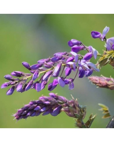 Glycine soyeuse Okayama (D.R Travers)