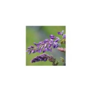 Glycine soyeuse Okayama (D.R Travers)