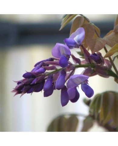 Glycine soyeuse Okayama (D.R Travers)