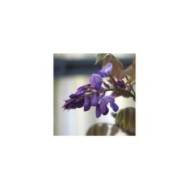 Glycine soyeuse Okayama (D.R Travers)