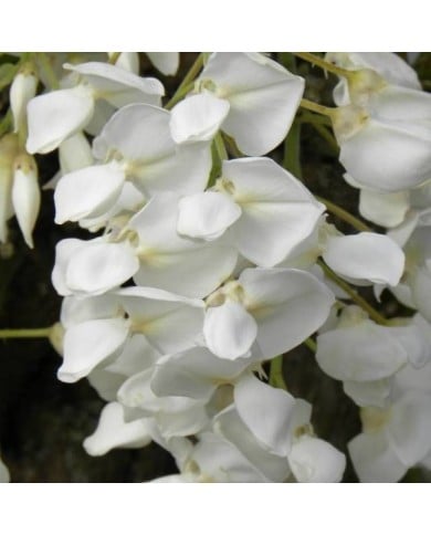 Glycine soyeuse (D.R Travers)