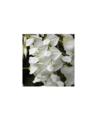 Glycine soyeuse (D.R Travers)