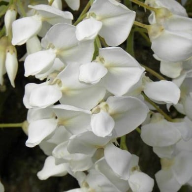 Glycine soyeuse (D.R Travers)