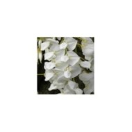 Glycine soyeuse (D.R Travers)