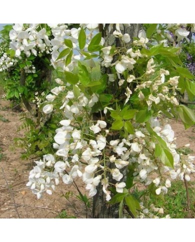 Glycine soyeuse (D.R Travers)