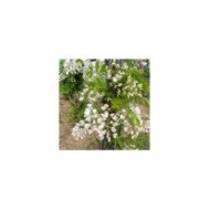 Glycine soyeuse (D.R Travers)