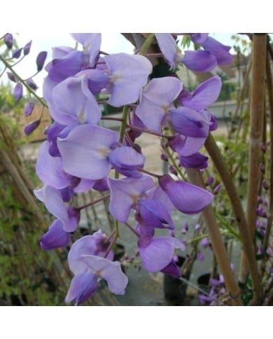 Glycine du Japon Russelliana (D.R Travers)