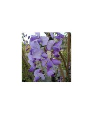 Glycine du Japon Russelliana (D.R Travers)