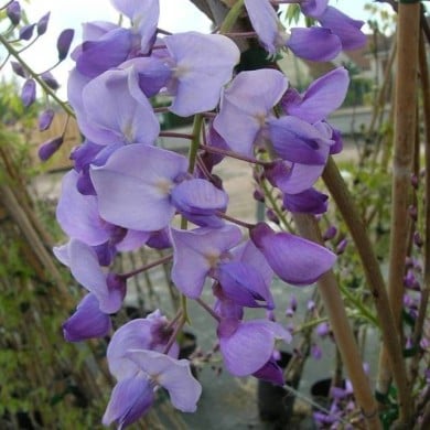 Glycine du Japon Russelliana (D.R Travers)