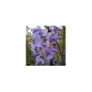 Glycine du Japon Russelliana (D.R Travers)