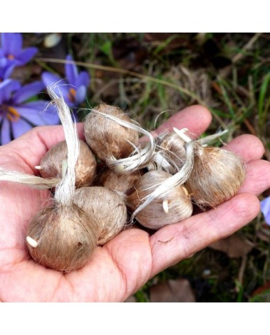 Crocus à safran (C. sativus) - par 100