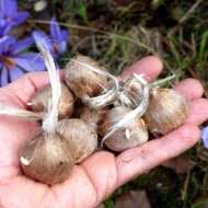 Crocus à safran (C. sativus) - par 25