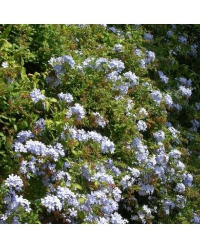 Plumbago du Cap - Dentaire du Cap (D.R. / &copy;Pépinières Travers)