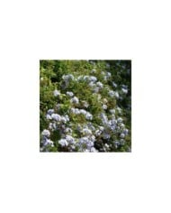Plumbago du Cap - Dentaire du Cap (D.R. / &copy;Pépinières Travers)