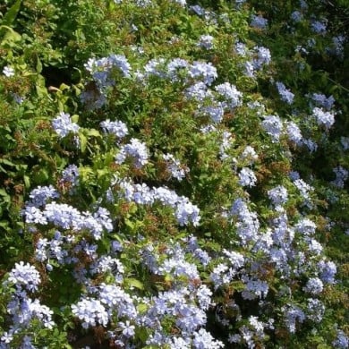 Plumbago du Cap - Dentaire du Cap (D.R. / &copy;Pépinières Travers)