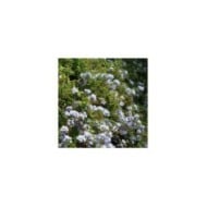 Plumbago du Cap - Dentaire du Cap (D.R. / &copy;Pépinières Travers)