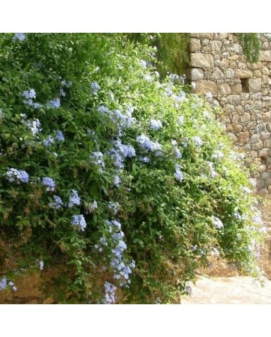 Plumbago du Cap - Dentaire du Cap (D.R. / &copy;Pépinières Travers)