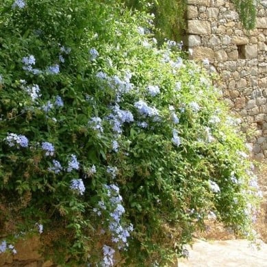 Plumbago du Cap - Dentaire du Cap (D.R. / &copy;Pépinières Travers)