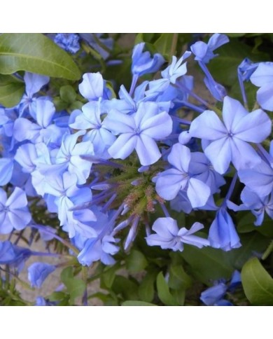 Plumbago du Cap - Dentaire du Cap (D.R. / &copy;Pépinières Travers)