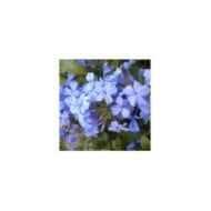 Plumbago du Cap - Dentaire du Cap (D.R. / &copy;Pépinières Travers)