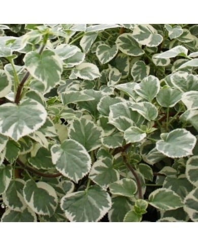 Hortensia grimpant Silver Lining® (D.R. / &copy;Pépinières Travers)