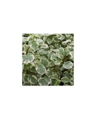 Hortensia grimpant Silver Lining® (D.R. / &copy;Pépinières Travers)