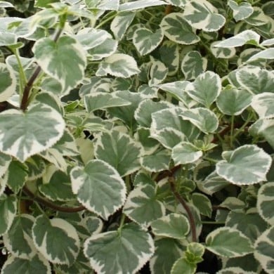 Hortensia grimpant Silver Lining® (D.R. / &copy;Pépinières Travers)
