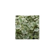 Hortensia grimpant Silver Lining® (D.R. / &copy;Pépinières Travers)