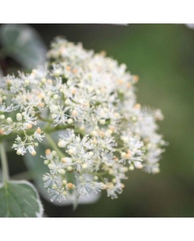 Hortensia grimpant Silver Lining® (D.R. / &copy;Pépinières Travers)