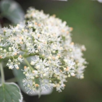 Hortensia grimpant Silver Lining® (D.R. / &copy;Pépinières Travers)