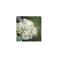 Hortensia grimpant Silver Lining® (D.R. / &copy;Pépinières Travers)