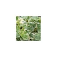 Hortensia grimpant Silver Lining® (D.R. / &copy;Pépinières Travers)