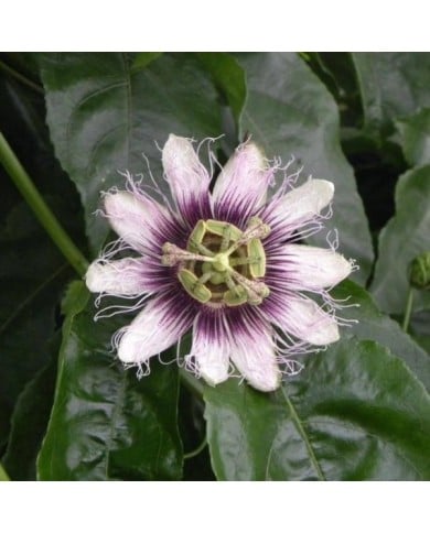 Passiflore edulis (D.R. / &copy;Pépinières Travers)
